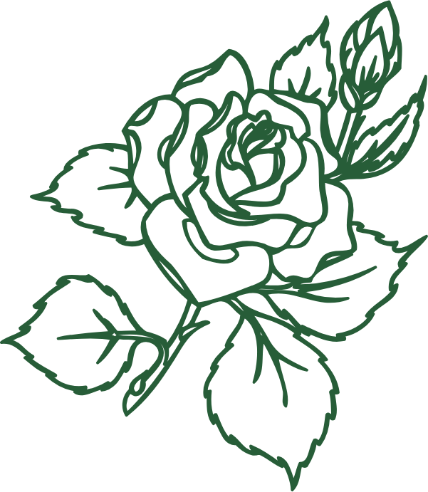 Ilustración botánica de una rosa
